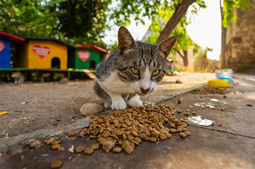 野良猫への餌やりは違法？ 損害賠償を請求できる可能性や対処法